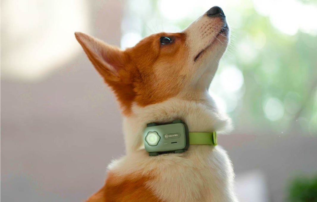 Top 5 Features to Look for in the Best Dog Activity Tracker