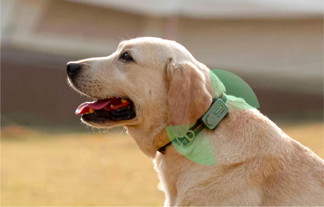 PetPhone vs. Traditional Pet Trackers: Why It’s the Best Alternative in 2025