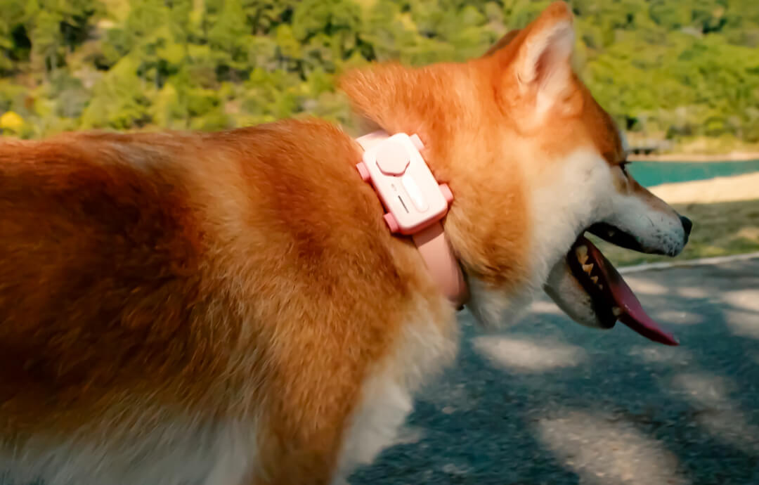 Top Dog Fitness Trackers: Keeping Your Canine Companion Healthy & Happy ...