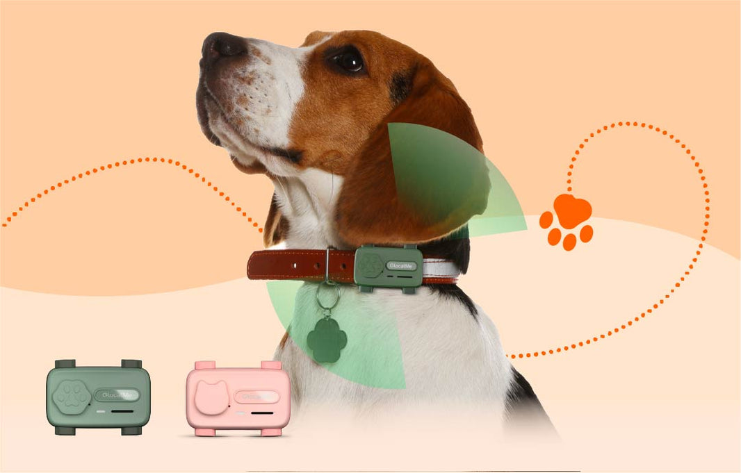 Why Dog Owners Need Pet Phone: Comfort Your Furry Friend With Real-Time Calls & Music Anywhere